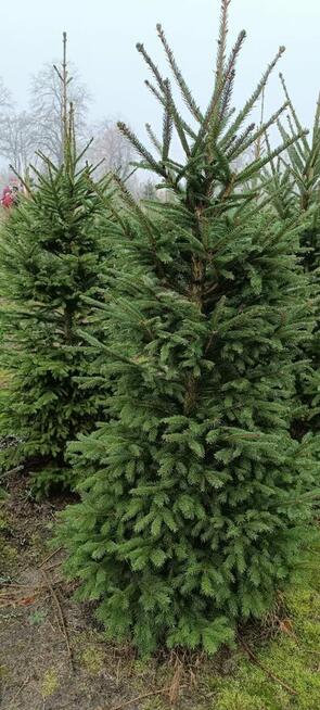 Sprzedaż hurtowa świerku pospolitego