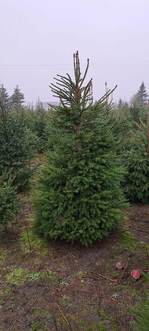 Sprzedaż hurtowa świerku pospolitego