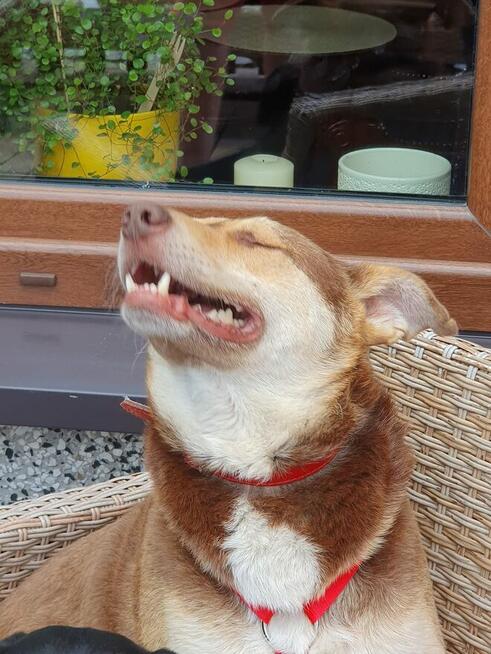 Pilne!! Bercik ok 4 let.piesek czeka na Ciebie Dorota Goł.