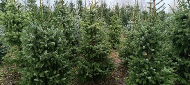 Sprzedaż hurtowa świerku pospolitego