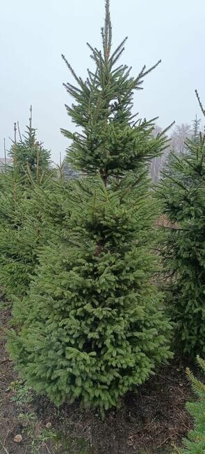 Sprzedaż hurtowa świerku pospolitego