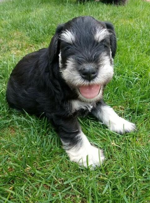 Sznaucer Miniaturowy ZKwP/FCI