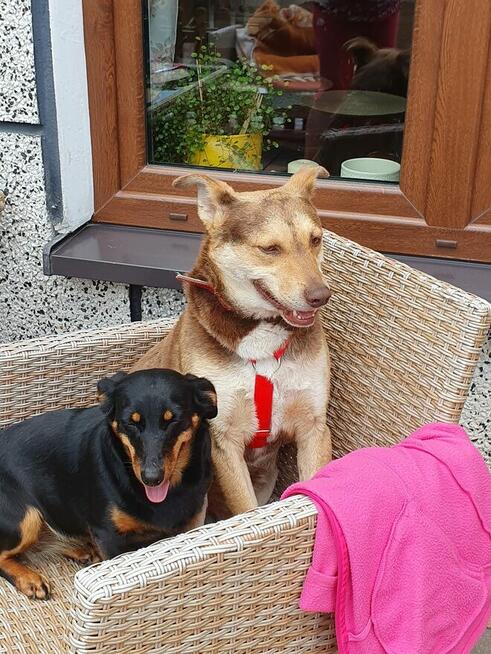 Pilne!! Bercik ok 4 let.piesek czeka na Ciebie Dorota Goł.