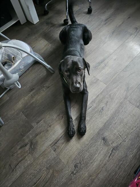 Pies typu lablador za darmo