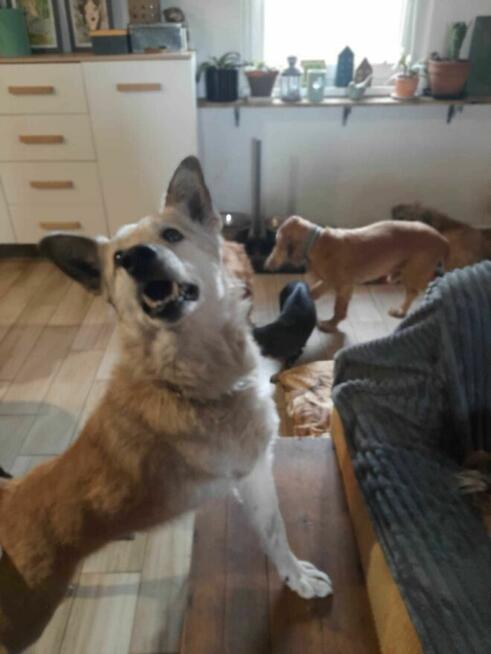 Bohun szuka domu, pies