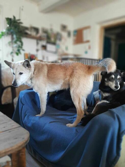 Bohun szuka domu, pies