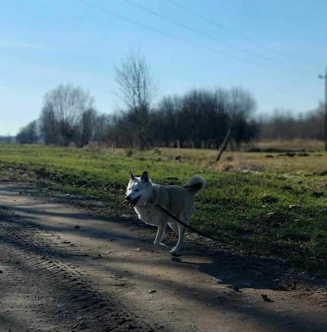 Bohun szuka domu, pies