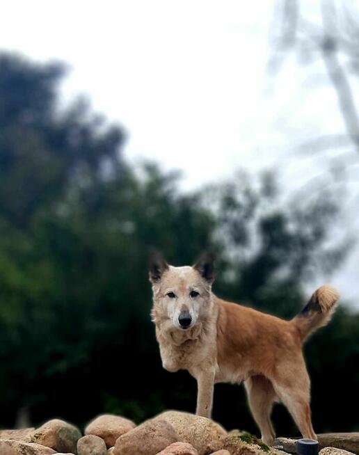 Bohun szuka domu, pies