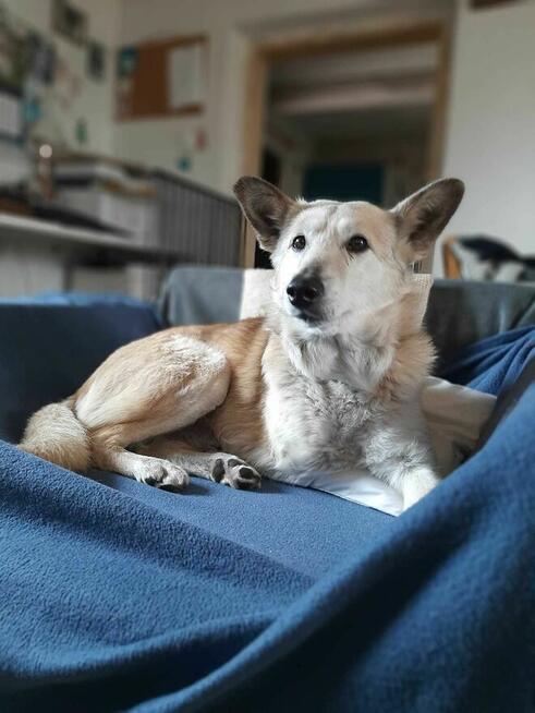 Bohun szuka domu, pies