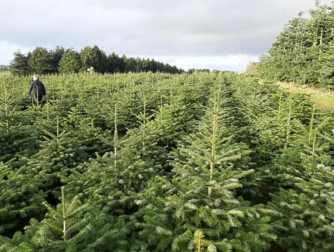 Jodła Kaukaska premium HURT i detal | Warszawa i Wyszków 24h