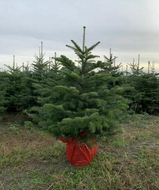 Jodła Kaukaska premium HURT i detal | Warszawa i Wyszków 24h