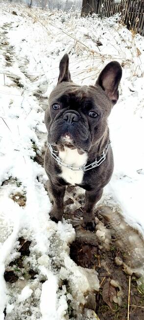 Buldog Francuski