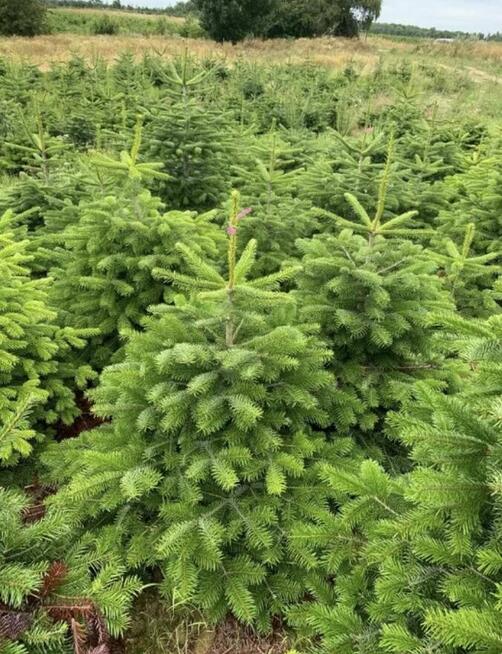 Jodła Kaukaska premium HURT i detal | Warszawa i Wyszków 24h