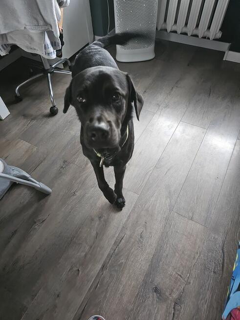 Pies typu lablador za darmo