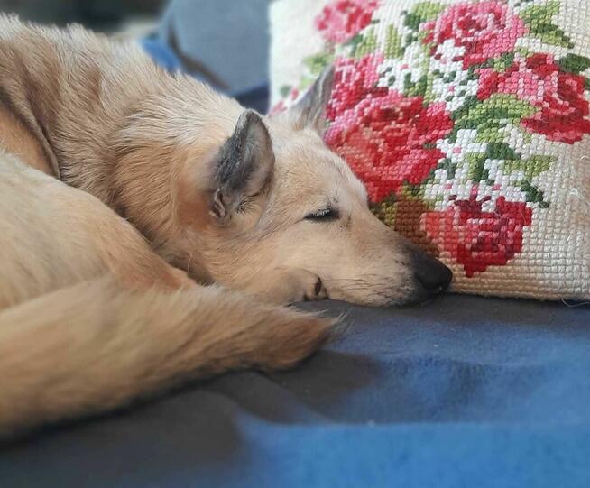 Bohun szuka domu, pies