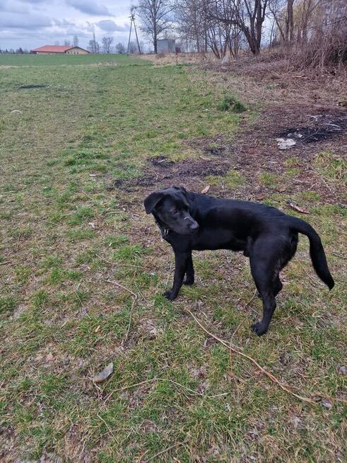 Pies typu lablador za darmo