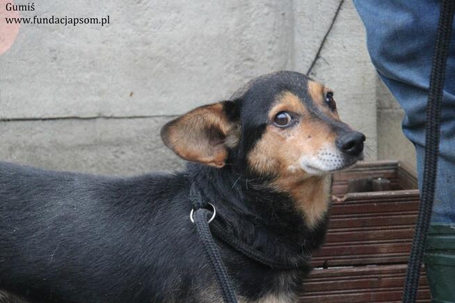 Gumiś czeka na nowy dom