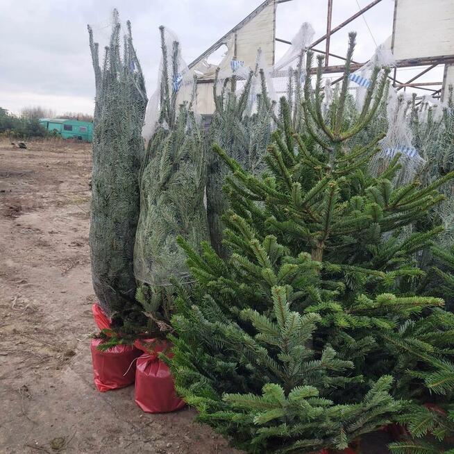 Jodła Kaukaska premium HURT i detal | Warszawa i Wyszków 24h