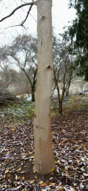 Kłody czereśni i orzecha włoskiego