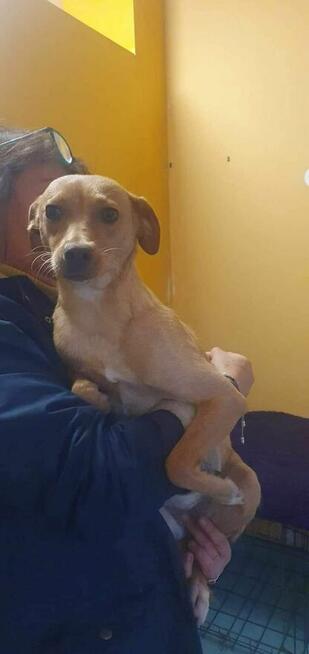 Pilne mama ok.roczna i 2 mcz córka szukają domu Małgorzata I