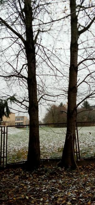 Kłody czereśni i orzecha włoskiego