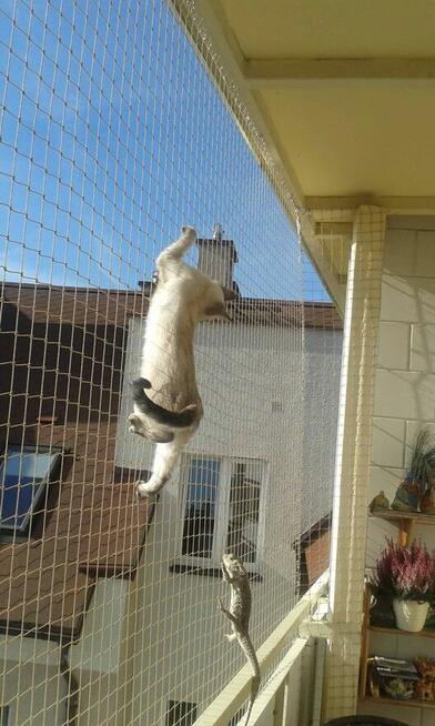 Top Protect - profesjonalne zabezpieczenia przed ptakami