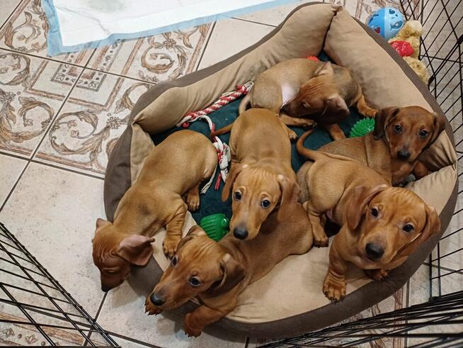 Jamnik krótkowłosy gotowy do zmiany domu