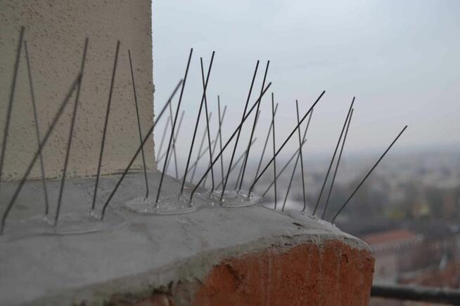 Top Protect - profesjonalne zabezpieczenia przed ptakami