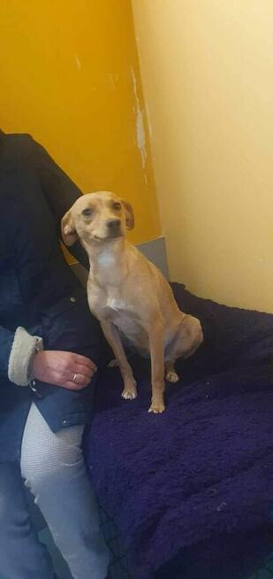 Pilne mama ok.roczna i 2 mcz córka szukają domu Małgorzata I