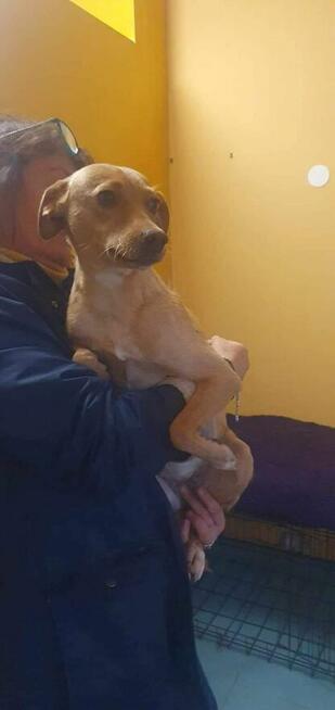 Pilne mama ok.roczna i 2 mcz córka szukają domu Małgorzata I