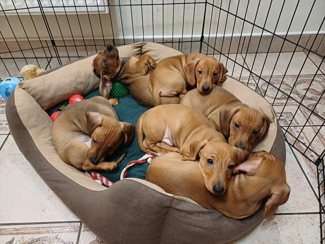 Jamnik krótkowłosy gotowy do zmiany domu