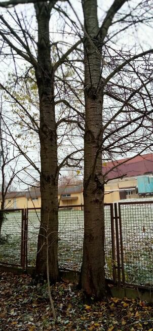 Kłody czereśni i orzecha włoskiego