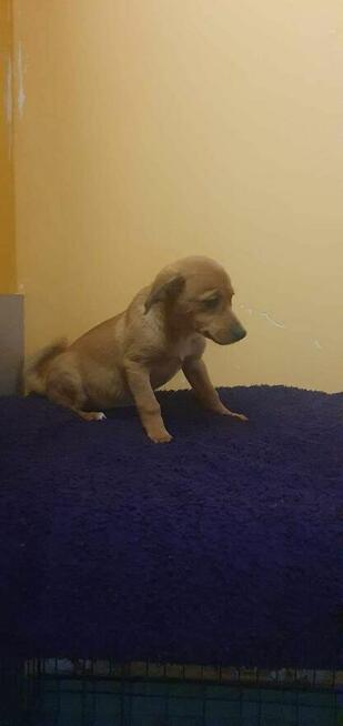 Pilne mama ok.roczna i 2 mcz córka szukają domu Małgorzata I