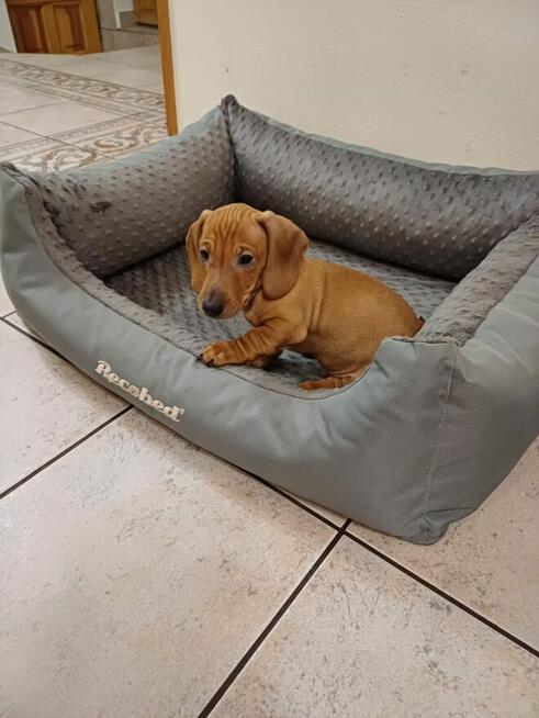 Jamnik krótkowłosy gotowy do zmiany domu