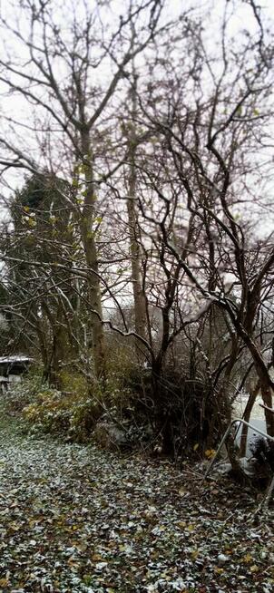 Kłody czereśni i orzecha włoskiego