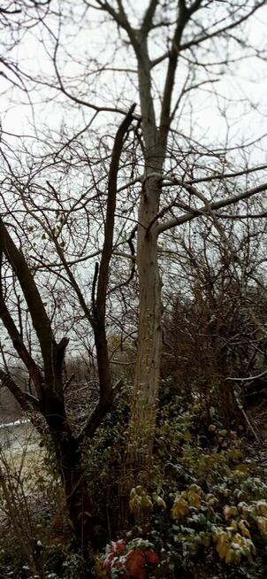 Kłody czereśni i orzecha włoskiego