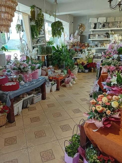 Dobrze prosperującą kwiaciarnię w Malborku odstąpię