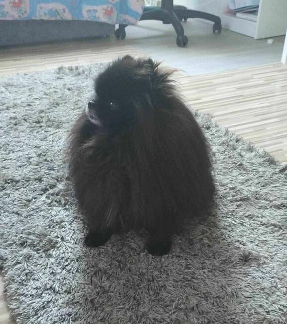 Zaginął pies rasy pomeranian