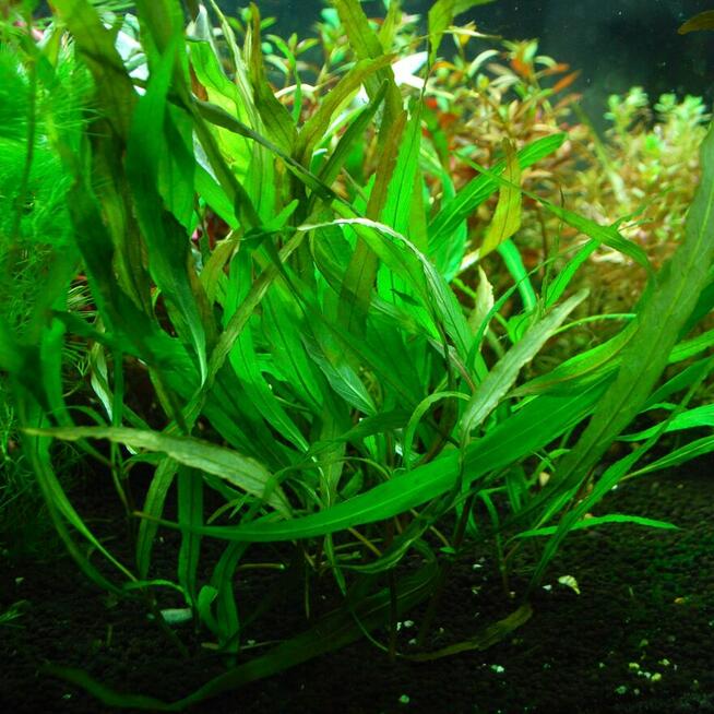 Hygrophylla angustifolia XL roślina akwariow