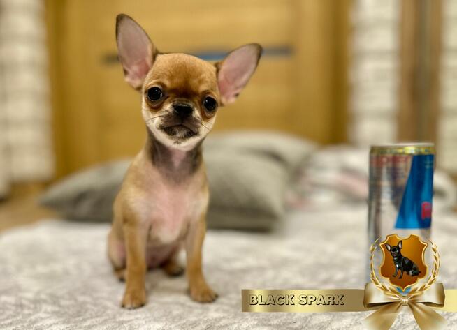 Piesek Chihuahua Beżowy cziłała z rodowód czarny BLACK SPARK