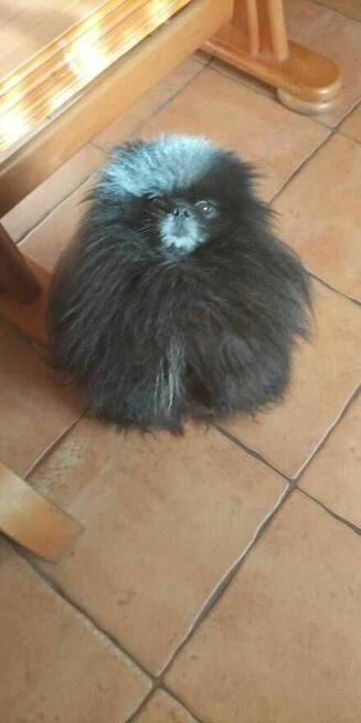 Zaginął pies rasy pomeranian