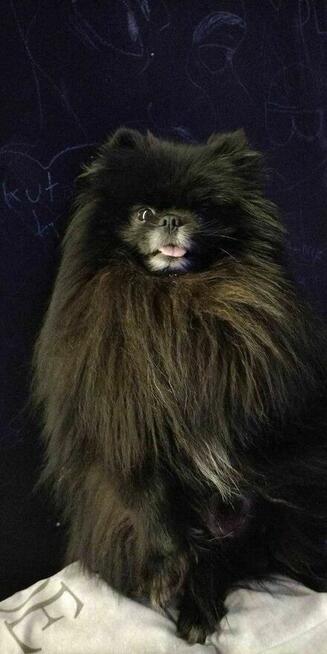 Zaginął pies rasy pomeranian