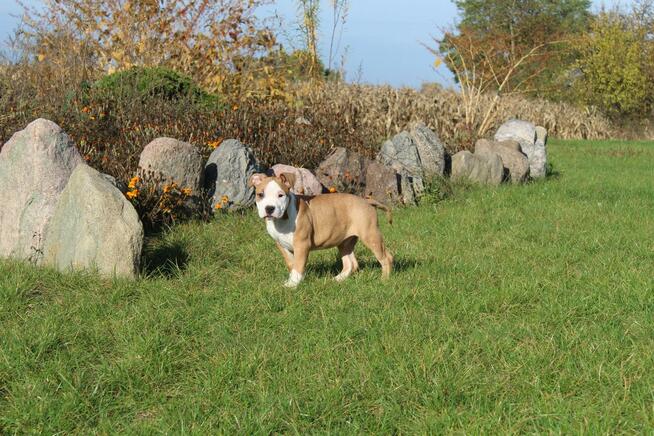 Amstaff piękny pies