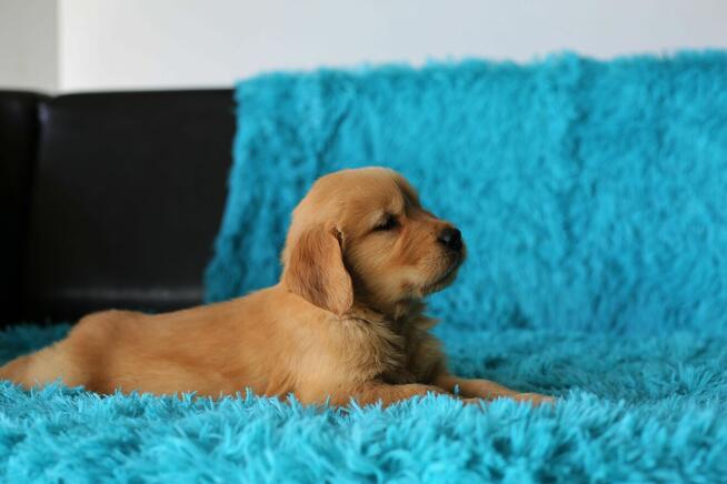 GOLDEN RETRIEVER-typ amerykański, linia amerykańska, ZKwP