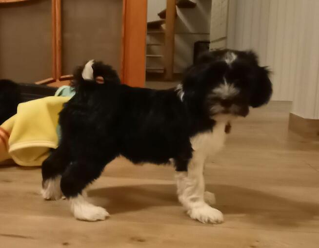 Terier Tybetański szczenięta planowany miot