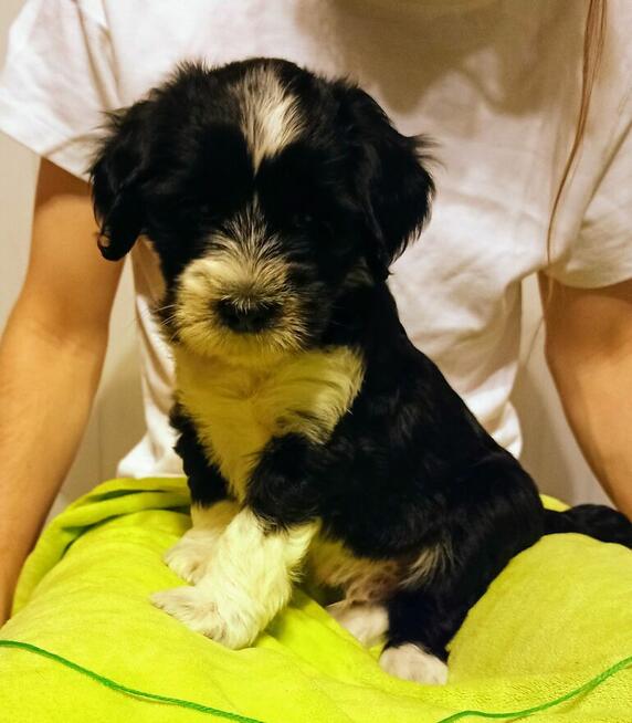 Terier Tybetański szczenięta planowany miot