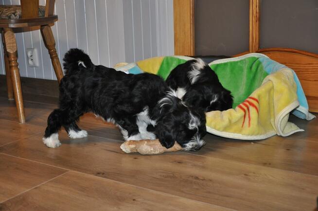 Terier Tybetański szczenięta planowany miot