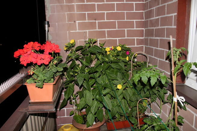 DZIWACZEK JALAPA ŚWIECI W NOCY 30 NASION