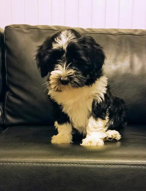 Terier Tybetański szczenięta planowany miot