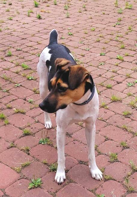 Młoda aktywna ułożona sunia BŁAGA o dobry domek